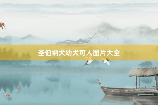 圣伯纳犬幼犬可人图片大全